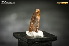 Dente fossile di dinosauro abelisauride