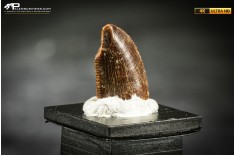 Dente fossile di dinosauro abelisauride