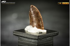 Dente fossile di dinosauro abelisauride