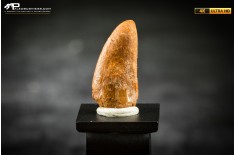 Dente fossile di dinosauro abelisauride