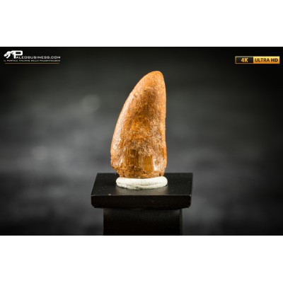 Dente fossile di dinosauro abelisauride