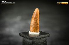 Dente fossile di dinosauro abelisauride
