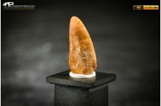 Dente fossile di dinosauro abelisauride