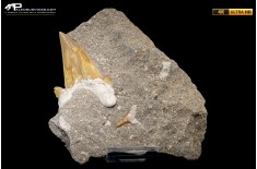 Dente fossile di Otodus Obliquus (In Matrice)