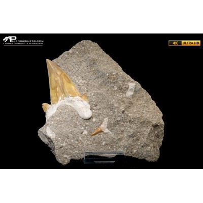 Dente fossile di Otodus Obliquus (In Matrice)