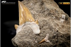Dente fossile di Otodus Obliquus (In Matrice)