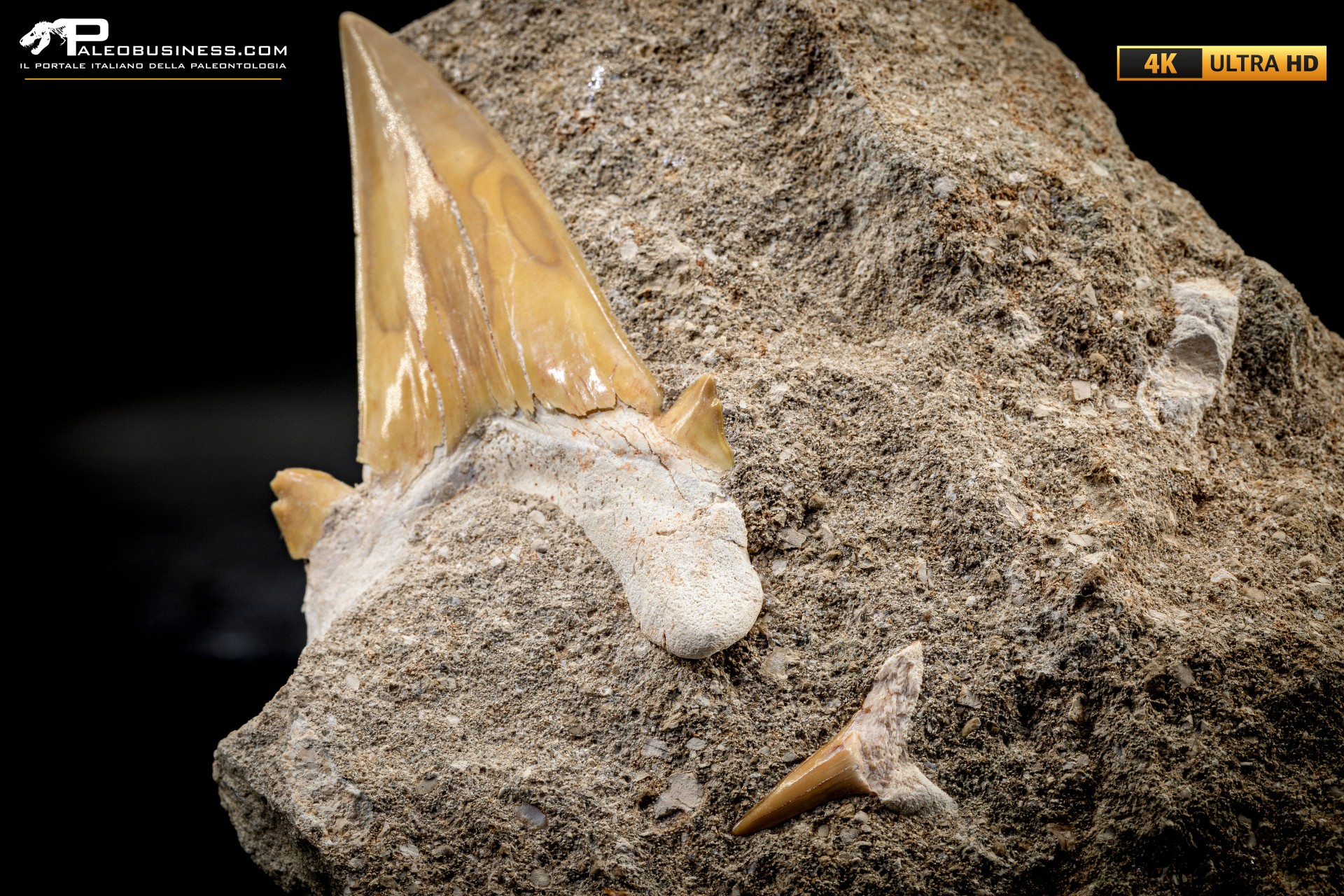 Dente fossile di Otodus Obliquus (In Matrice) Dente fossile di Otodus Obliquus (In Matrice)