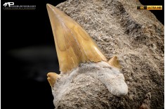 Dente fossile di Otodus Obliquus (In Matrice)