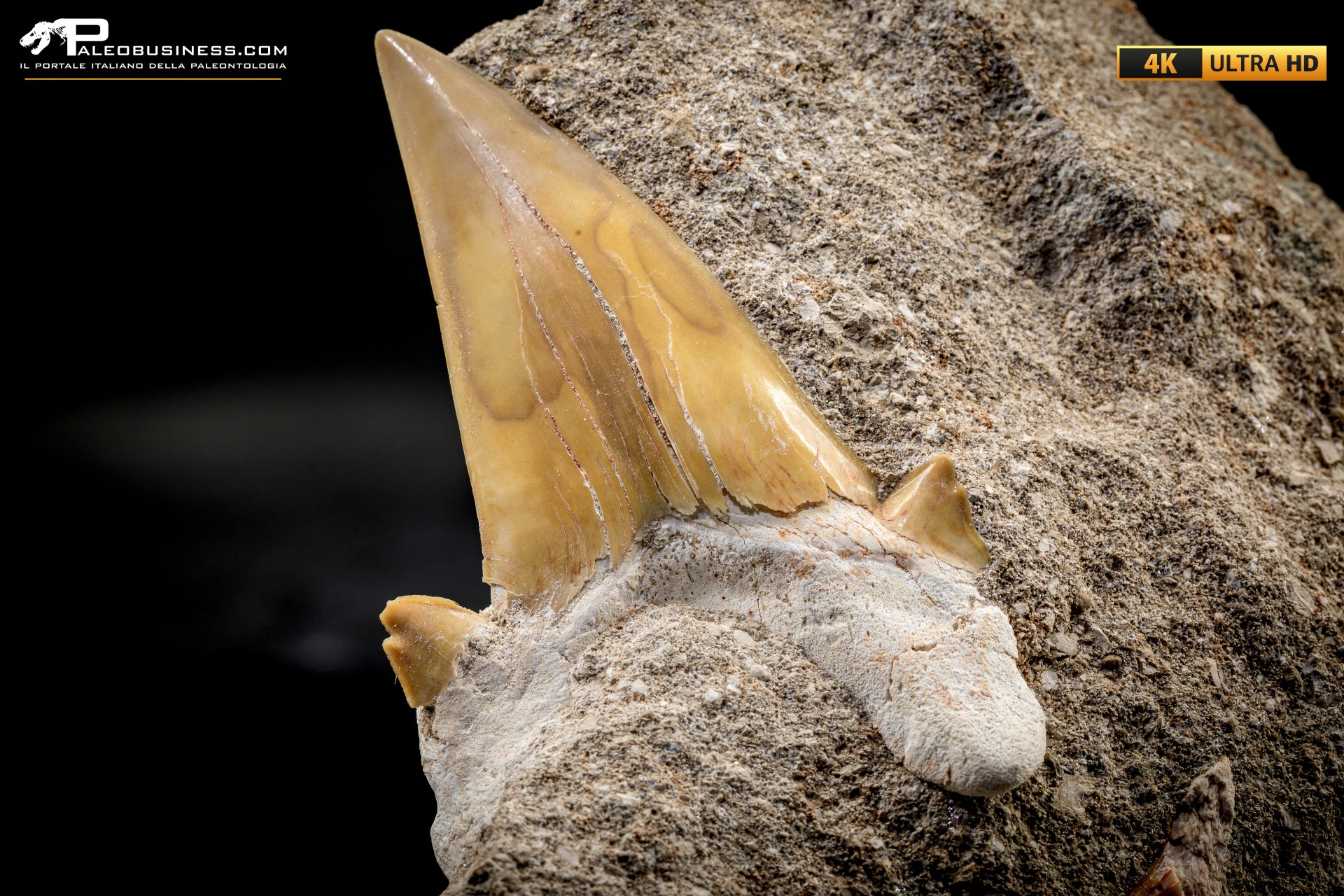 Dente fossile di Otodus Obliquus (In Matrice) Dente fossile di Otodus Obliquus (In Matrice)