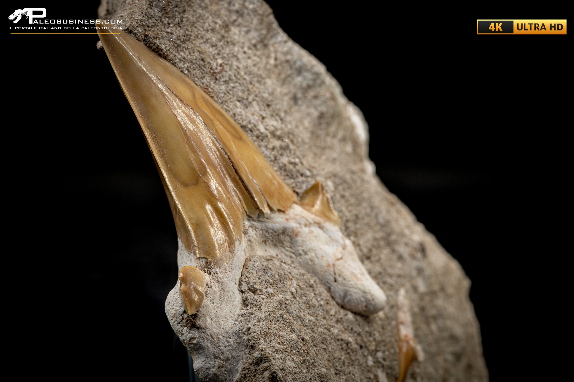 Dente fossile di Otodus Obliquus (In Matrice) Dente fossile di Otodus Obliquus (In Matrice)