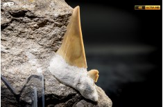 Dente fossile di Otodus Obliquus (In Matrice)