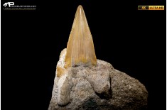 Dente fossile di Otodus Obliquus (In Matrice)