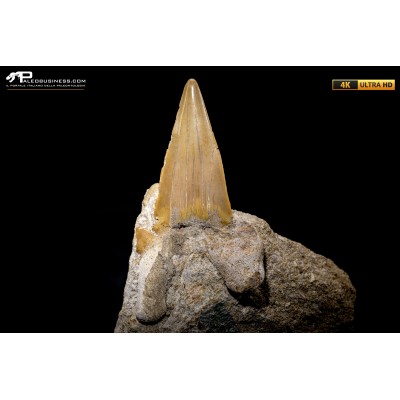 Dente fossile di Otodus Obliquus (In Matrice)