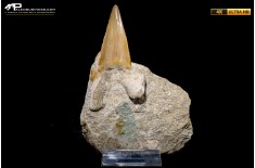 Dente fossile di Otodus Obliquus (In Matrice)