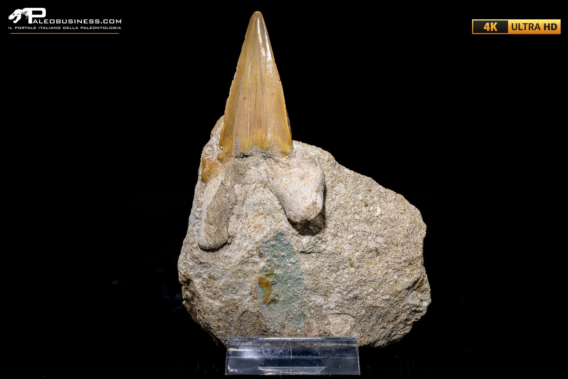 Dente fossile di Otodus Obliquus (In Matrice) Dente fossile di Otodus Obliquus (In Matrice)
