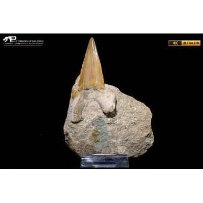 Dente fossile di Otodus Obliquus (In Matrice)