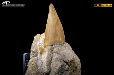 Dente fossile di Otodus Obliquus (In Matrice)
