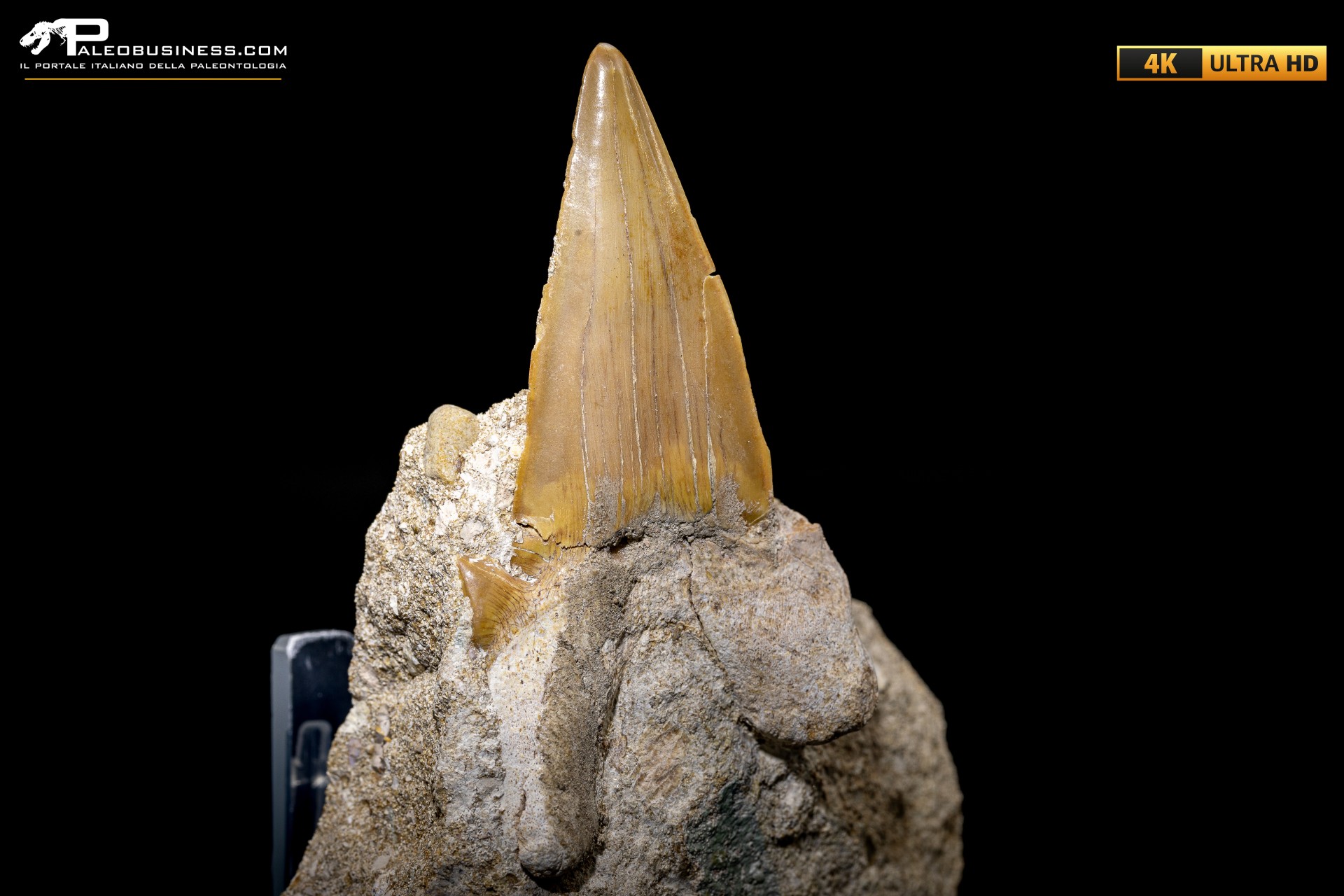 Dente fossile di Otodus Obliquus (In Matrice) Dente fossile di Otodus Obliquus (In Matrice)