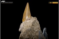 Dente fossile di Otodus Obliquus (In Matrice)