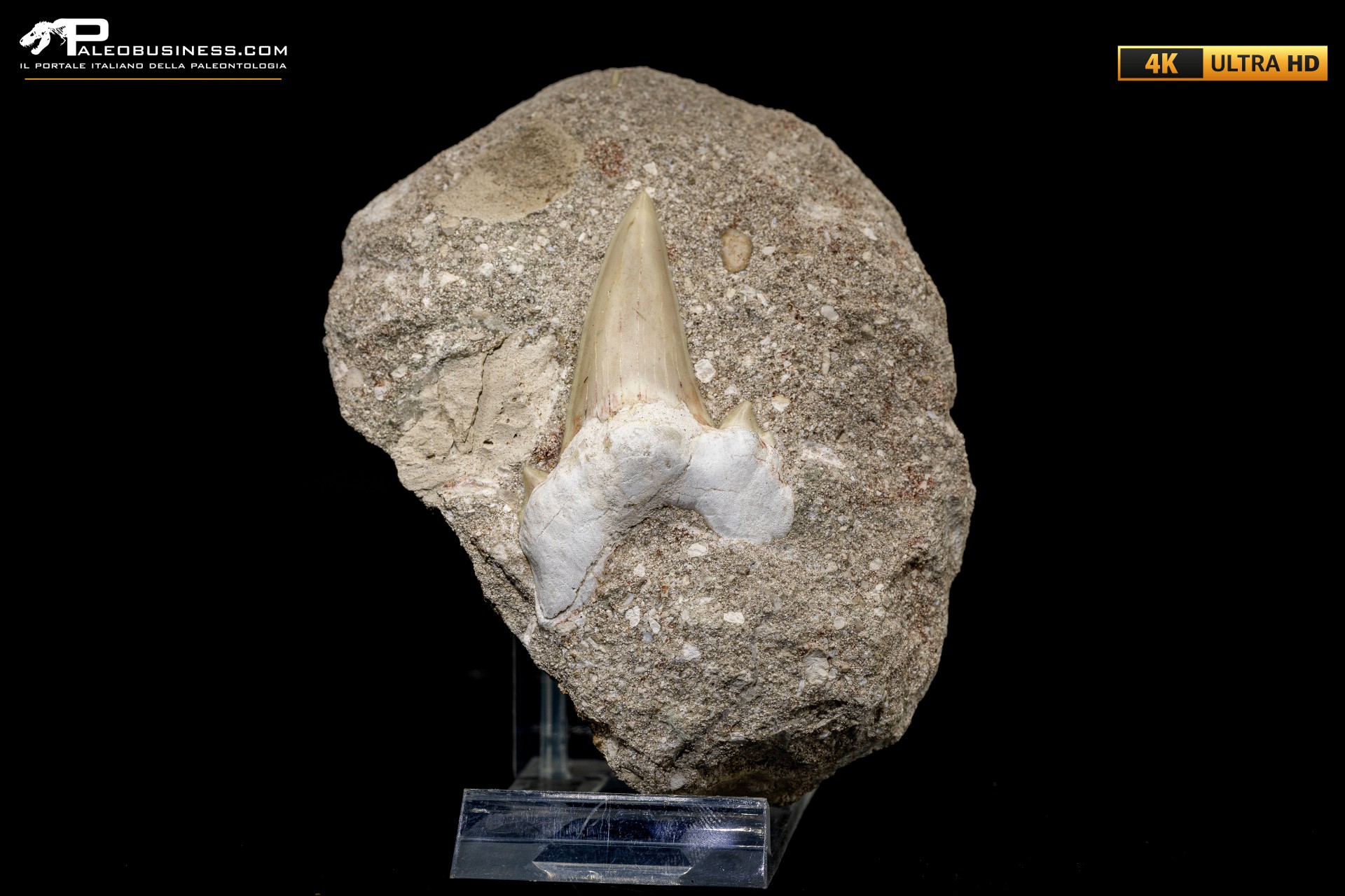 Dente fossile di Otodus Obliquus (In Matrice) Dente fossile di Otodus Obliquus (In Matrice)