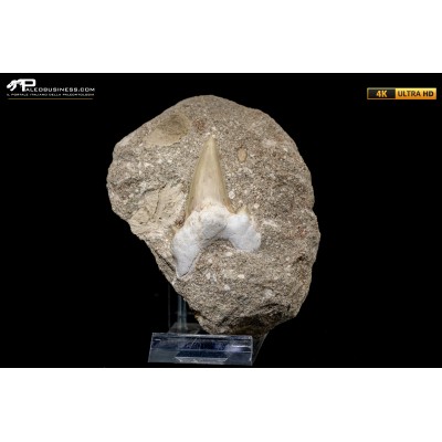 Dente fossile di Otodus Obliquus (In Matrice)