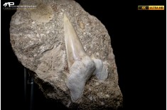 Dente fossile di Otodus Obliquus (In Matrice)