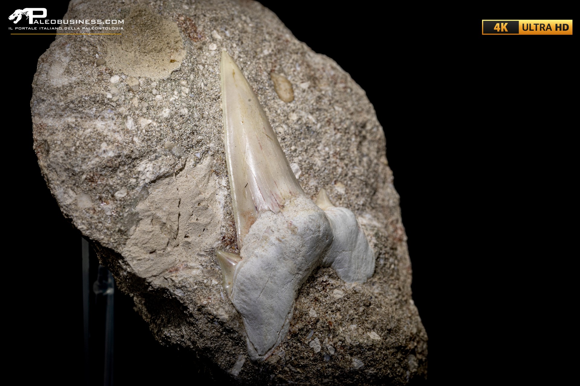 Dente fossile di Otodus Obliquus (In Matrice) Dente fossile di Otodus Obliquus (In Matrice)