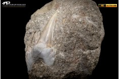 Dente fossile di Otodus Obliquus (In Matrice)