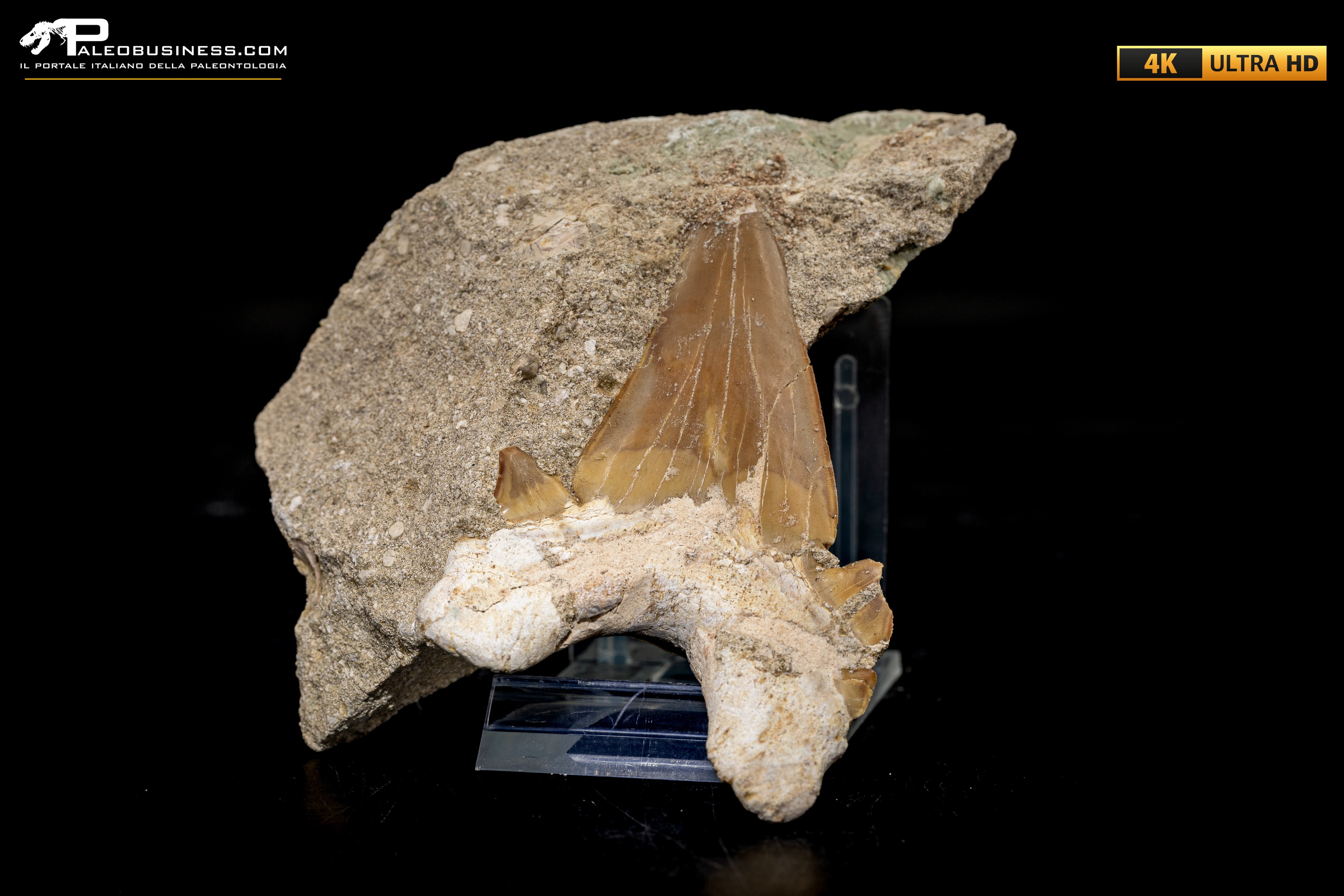 Dente fossile di Otodus Obliquus (In Matrice)