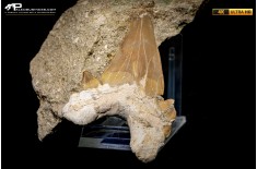 Dente fossile di Otodus Obliquus (In Matrice)