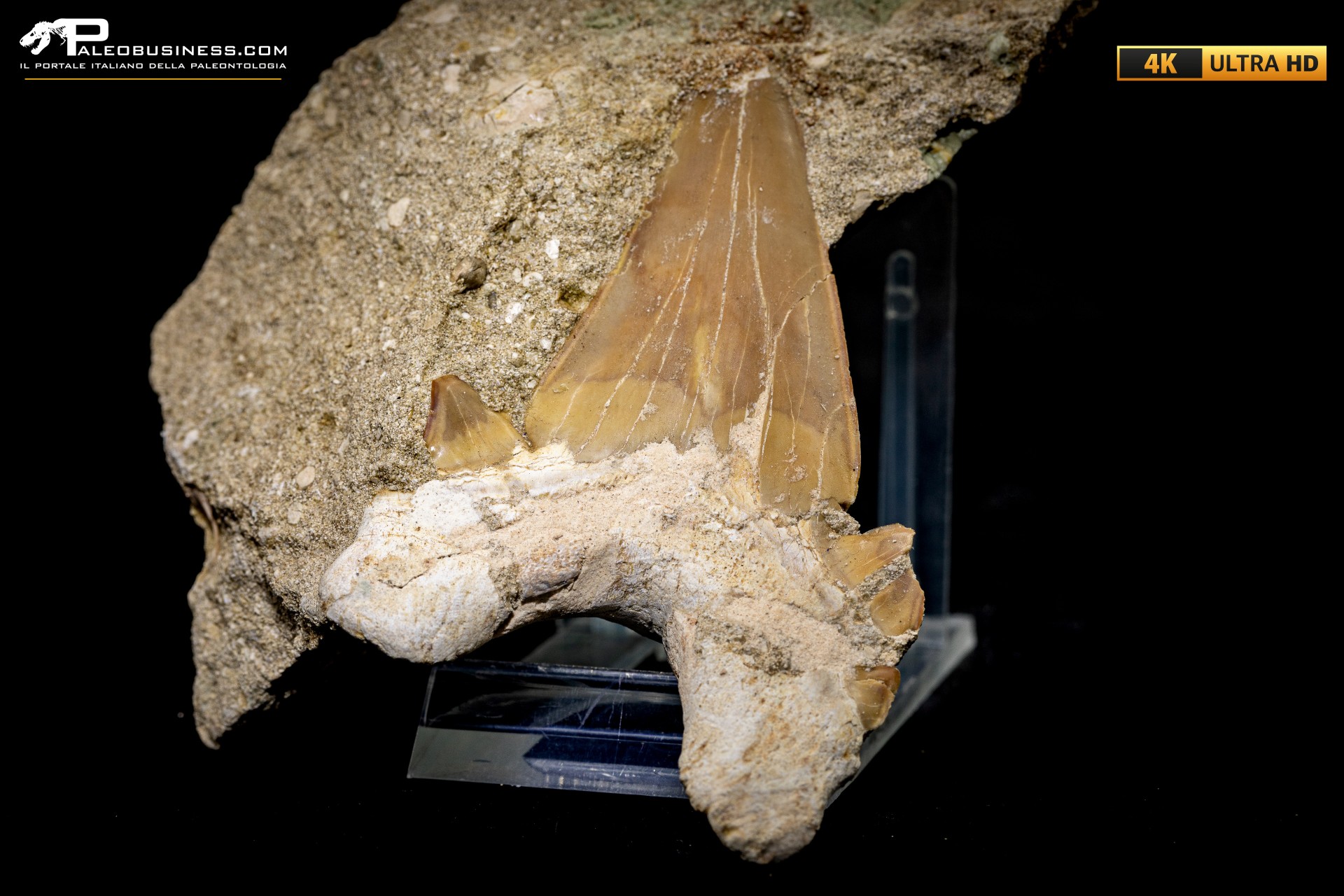 Dente fossile di Otodus Obliquus (In Matrice) Dente fossile di Otodus Obliquus (In Matrice)