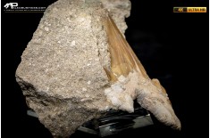 Dente fossile di Otodus Obliquus (In Matrice)