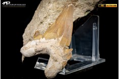 Dente fossile di Otodus Obliquus (In Matrice)