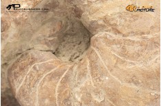 Nautiloide Cymatoceras