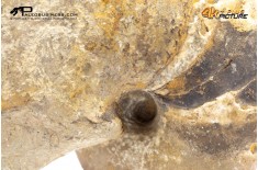 Cymatoceras sp. – Nautiloide fossile