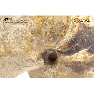 Cymatoceras sp. – Nautiloide fossile