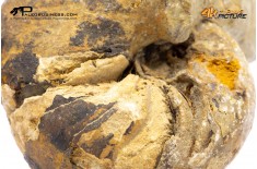 Cymatoceras sp. – Nautiloide fossile