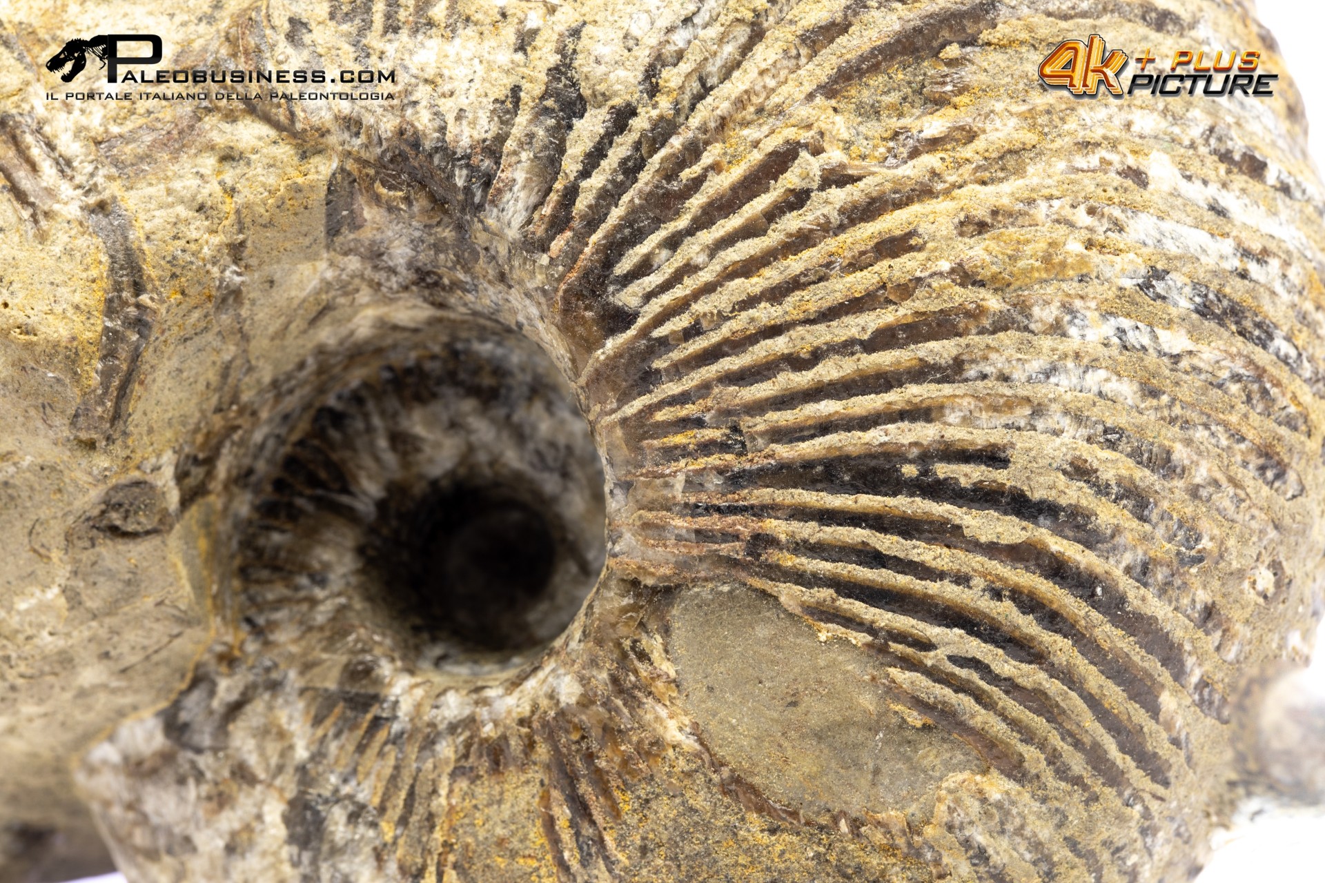 Nautiloide Cymatoceras Nautiloide Cymatoceras