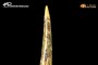 Dente di Onchopristis numidus Dente di Onchopristis numidus