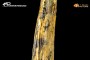 Dente di Onchopristis numidus Dente di Onchopristis numidus