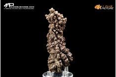 Coprolite fossile (ichnofossile)