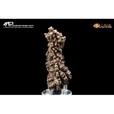 Coprolite fossile (ichnofossile)