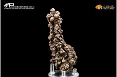 Coprolite fossile (ichnofossile)
