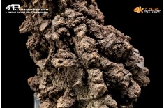 Coprolite fossile (ichnofossile)