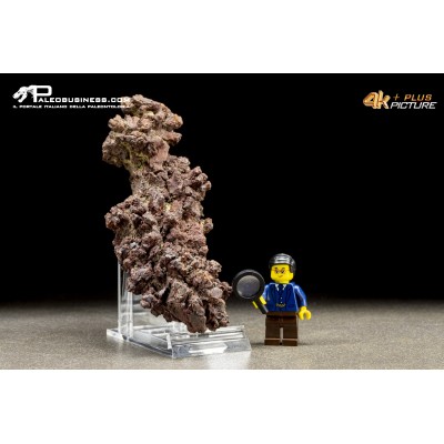 Coprolite fossile (ichnofossile)