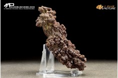 Coprolite fossile (ichnofossile)