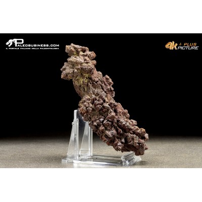 Coprolite fossile (ichnofossile)