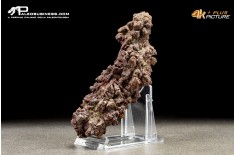 Coprolite fossile (ichnofossile)