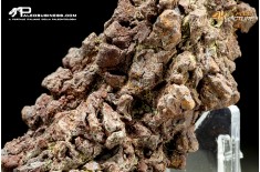 Coprolite fossile (ichnofossile)