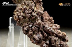 Coprolite fossile (ichnofossile)